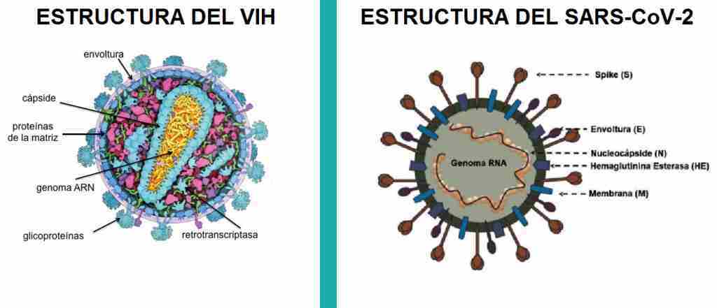 Estructura de los virus del SIDA y del COVID 19.