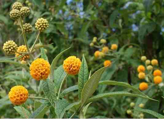El matico es también conocido por sus otros nombres comunes: palguín, pañil, paiquil o acerillo; y su nombre cientifico es Buddleja globosa que pertenece a la familia Scrophulariaceae.