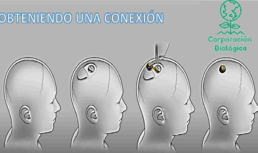 El proyecto que pretende interconectar el cerebro con una computadora «NEURALINK»