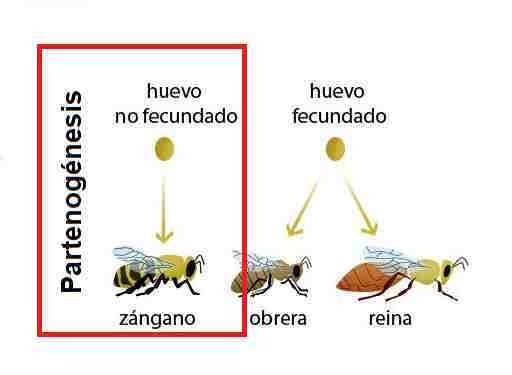 La partenogenesis es más frecuente en los insectos. REPRODUCCIÓN SIN ORGANISMOS MACHOS