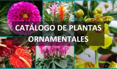 CATÁLOGO DE PLANTAS ORNAMENTALES