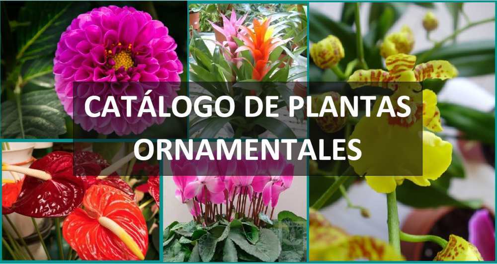 CATÁLOGO DE PLANTAS ORNAMENTALES
