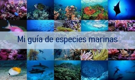 Mi guía de especies marinas