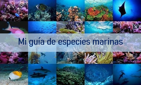 Mi guía de especies marinas