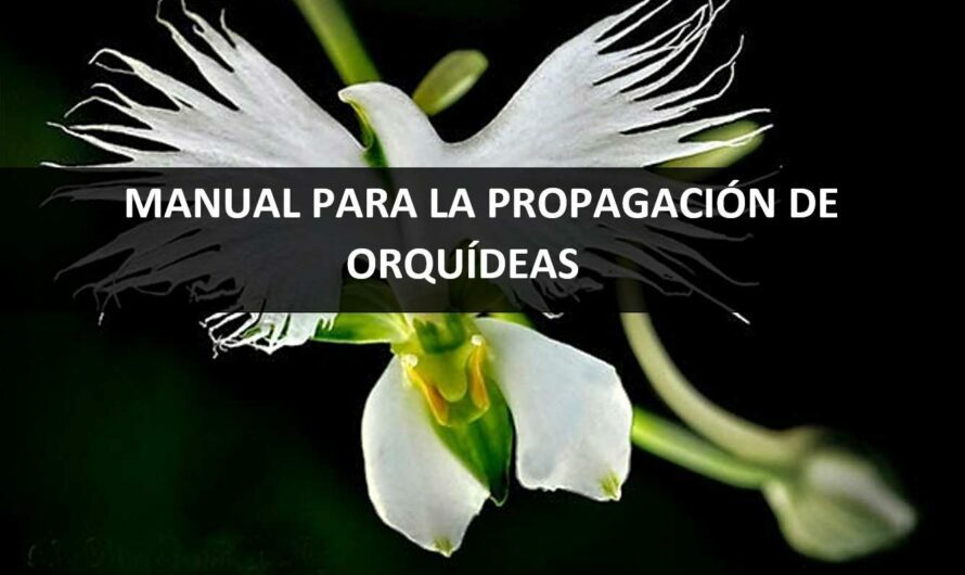 MANUAL PARA LA PROPAGACIÓN DE ORQUÍDEAS
