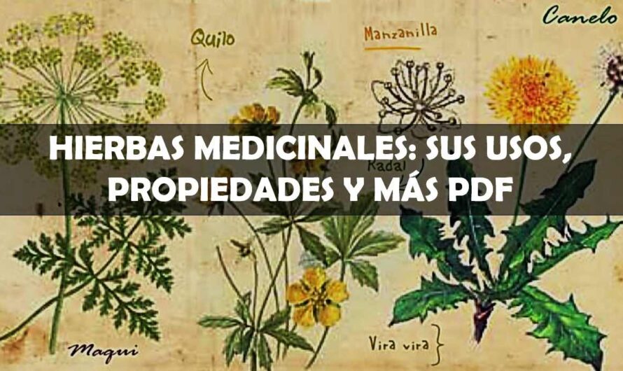 Hierbas medicinales: Sus Usos, Propiedades y más PDF