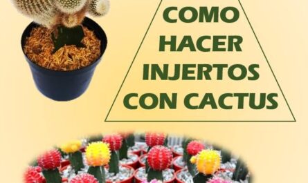 Guía - Como hacer injertos con cactus