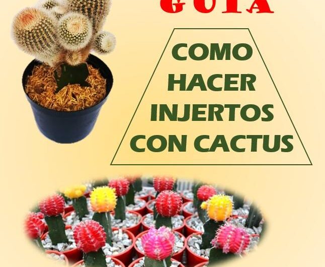 Guía – Como hacer injertos con cactus