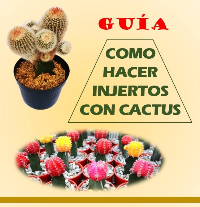 Guía - Como hacer injertos con cactus