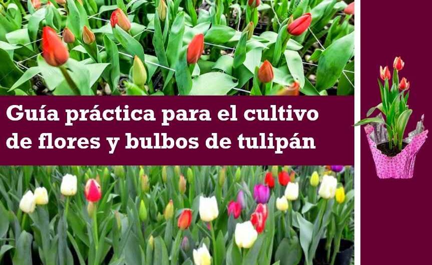Guía práctica para el cultivo de flores y bulbos de tulipán