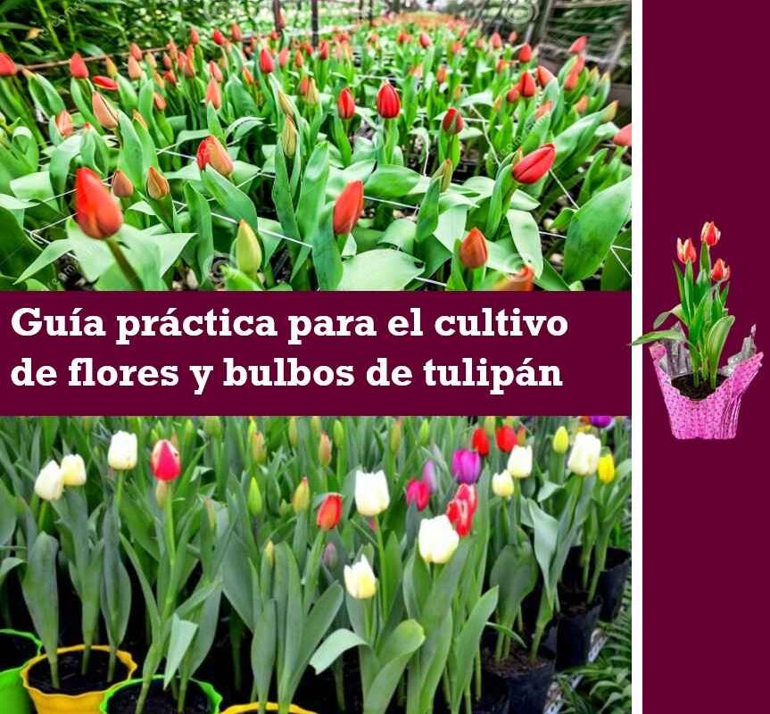 Guía práctica para el cultivo de flores y bulbos de tulipán