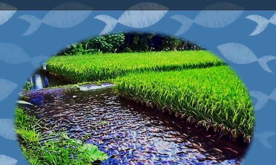 Manual de Agro-Acuicultura Integrada