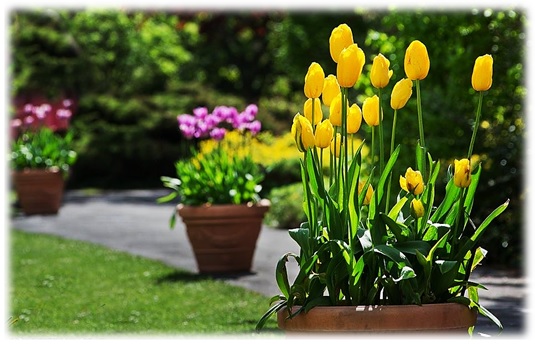 Guía práctica para el cultivo de flores y bulbos de tulipán