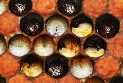 MANUAL DE ENFERMEDADES APÍCOLAS - crías de abejas enfermas