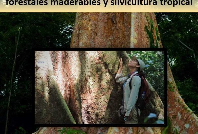 Fichas de identificación de especies forestales maderables y silvicultura tropical