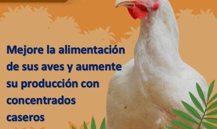 Guía: Mejore la alimentación de sus aves y aumente su producción con concentrados caseros