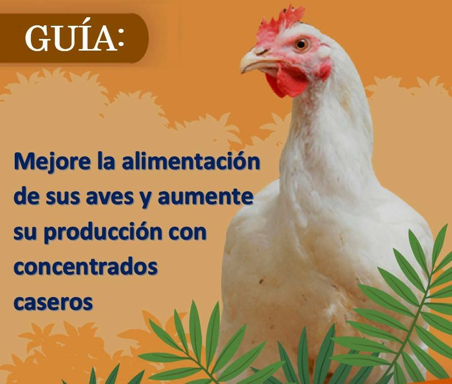 Guía: Mejore la alimentación de sus aves y aumente su producción con concentrados caseros