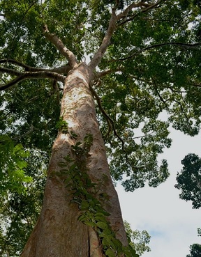 Fichas de identificación de especies forestales maderables y silvicultura tropical - cumala blanca