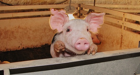 Guía Técnica para Alimentación de Cerdos - Chanchito parado