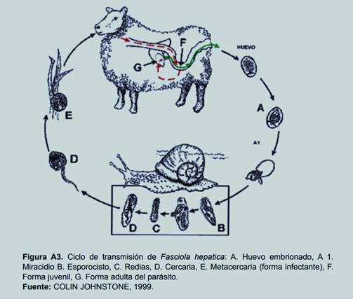 Manual de procedimientos para el diagnóstico serológico de las zoonosis parasitarias - Ciclo de Transmisión de Fasciola hepatica
