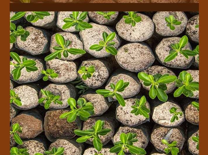 Manual Básico de Prácticas de Reforestación