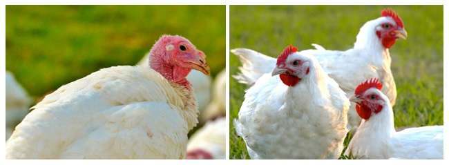 Guía para la Implementación de Buenas Prácticas Pecuarias en Producción de Pollo y Pavo de Engorde - Pavo y pollos