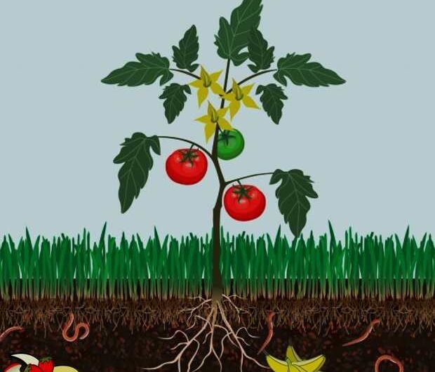 Manual: Elaboración, uso y manejo de abonos orgánicos