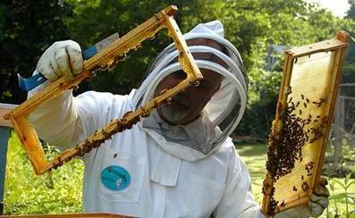CUADERNO DEL APICULTOR - Apicultor con paneles de miel
