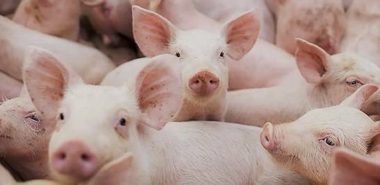 MANUAL DE DIAGNÓSTICO DE ENFERMEDADES EN CERDOS - Cerdos blancos