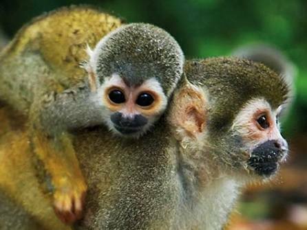 Guía de inventario de la fauna silvestre - monos