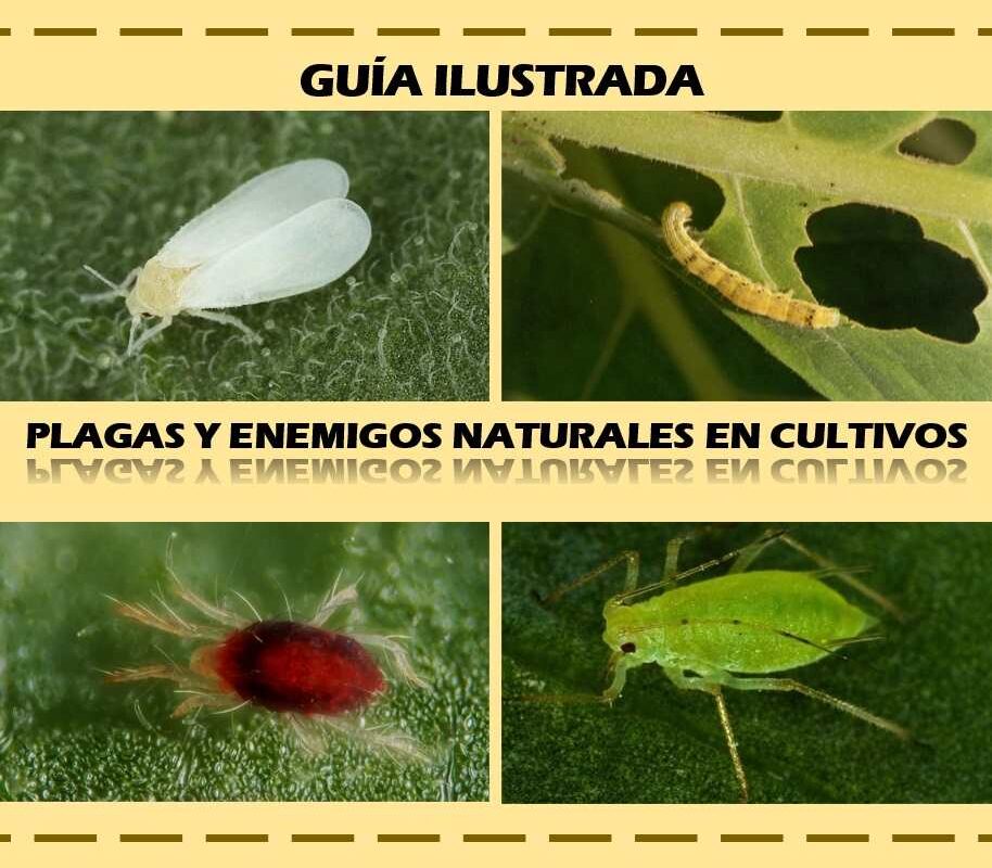 Guía ilustrada de plagas y enemigos naturales en cultivos