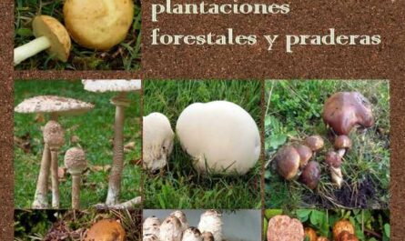 Manual - Hongos comestibles silvestres de plantaciones forestales y praderas