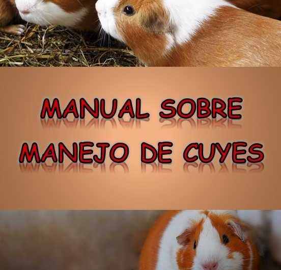 MANUAL SOBRE MANEJO DE CUYES