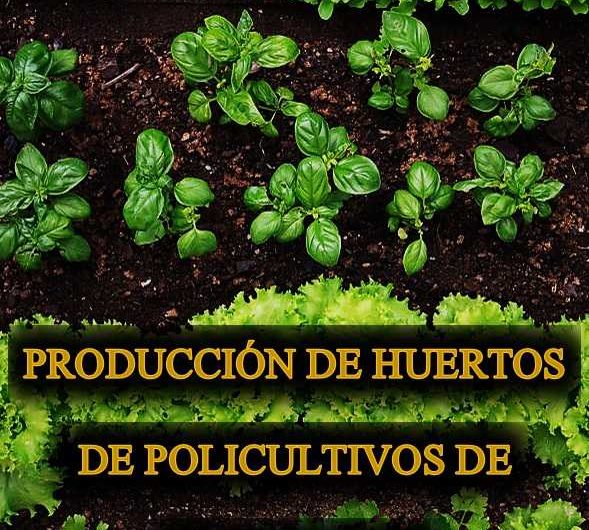 Manual – Producción de huertos de policultivos de hortalizas