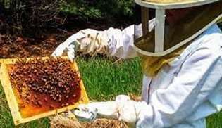 Manual Técnico de Apicultura - Apicultor con sus abejas