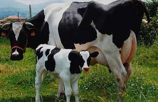 Guía de Uso Responsable de Medicamentos Veterinarios: Bovinos - bovinos de producción de leche