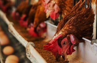 Guía de buenas prácticas de manejo y bienestar animal en granjas avícolas de puesta - Granja de aves de postura