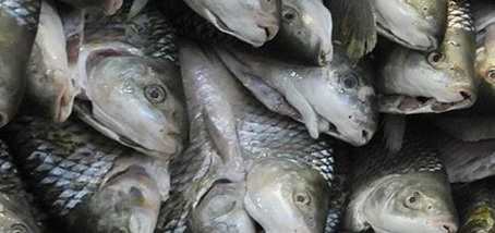 Manual de Buenas Prácticas Acuícolas durante la Producción Primaria de Peces - peces para comercio