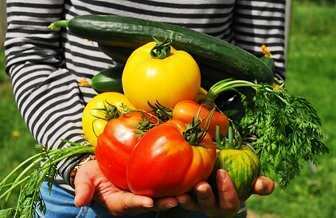 Guía para la implementación de un sistema de trazabilidad de vegetales para consumo en fresco - Vegetales frescos