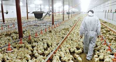 Bioseguridad en granjas avícolas