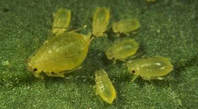 Guía: Manejo integrado de plagas de insectos en hortalizas - pulgones