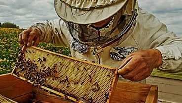 MANUAL PRÁCTICO PARA EL APICULTOR - apicultura práctica