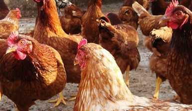 producción agroecológica para 50 gallinas ponedoras - varias gallinas ponedoras