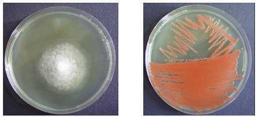 MANUAL MICROORGANISMOS INDICADORES - ANÁLISIS MICROBIOLÓGICO DE LOS ALIMENTOS, hongos desarrollados en Agar Dicloran Glicerol 