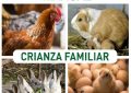 Manual de Crianza Familiar - Cuyes, Gallinas y Conejos