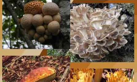 Manual para la recolección y manejo sustentable de hongos silvestres comestibles