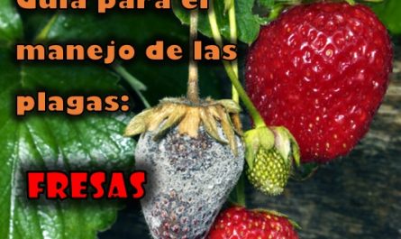 Guía para el manejo de las plagas: Fresas